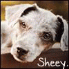 Sheey