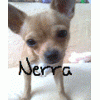 Nerra