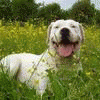 dogo-argentino
