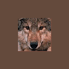 WhiteWolves