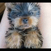 paweligosia